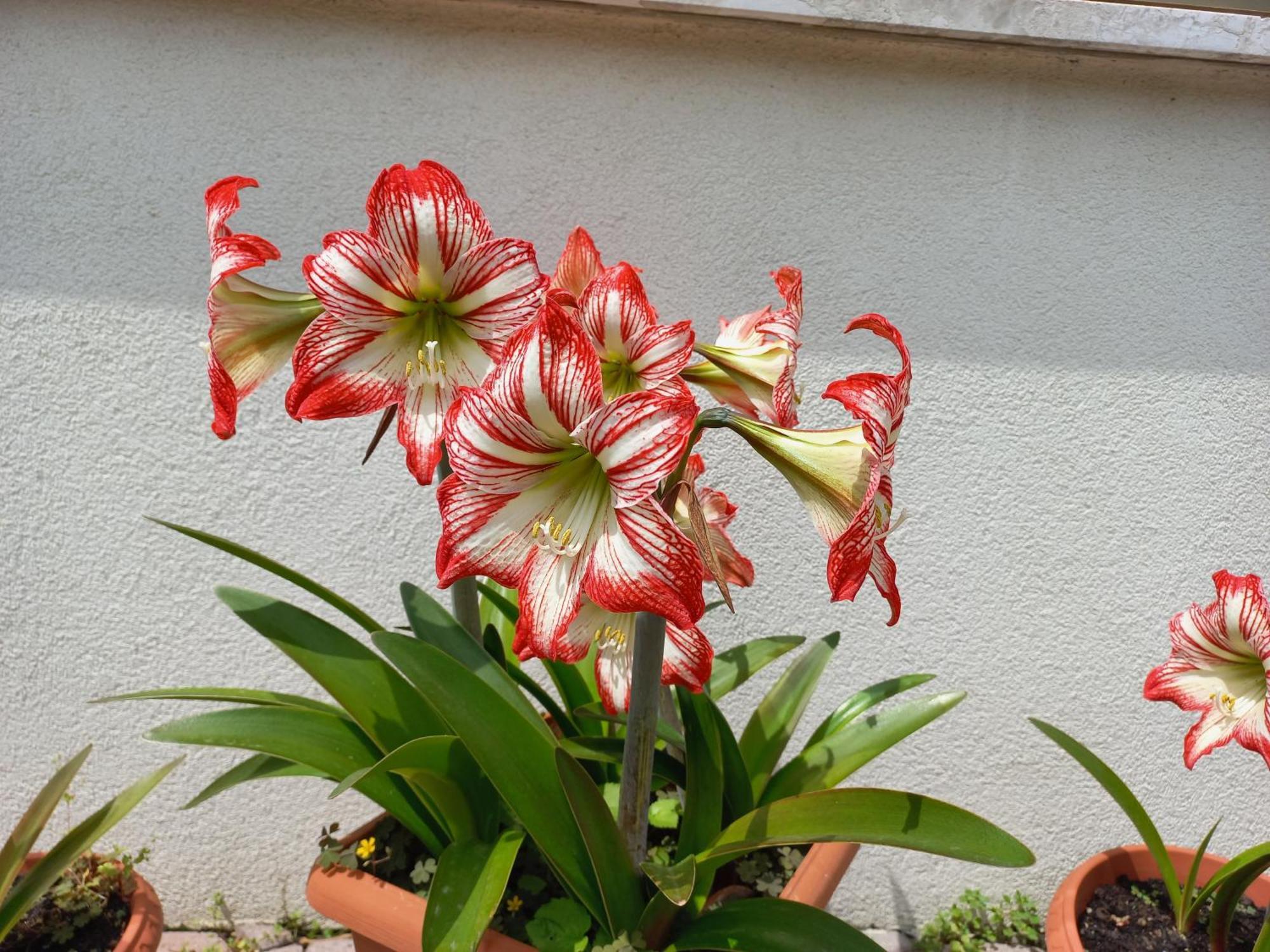 Appartamento Le Magnolie เมสเตร ภายนอก รูปภาพ