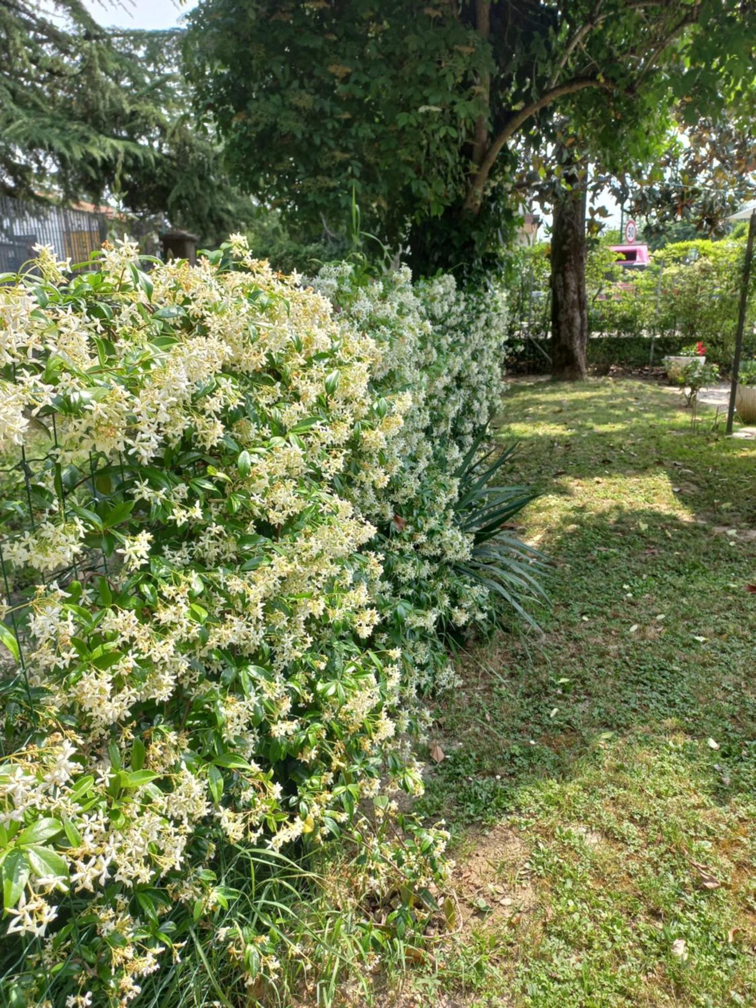 Appartamento Le Magnolie เมสเตร ภายนอก รูปภาพ